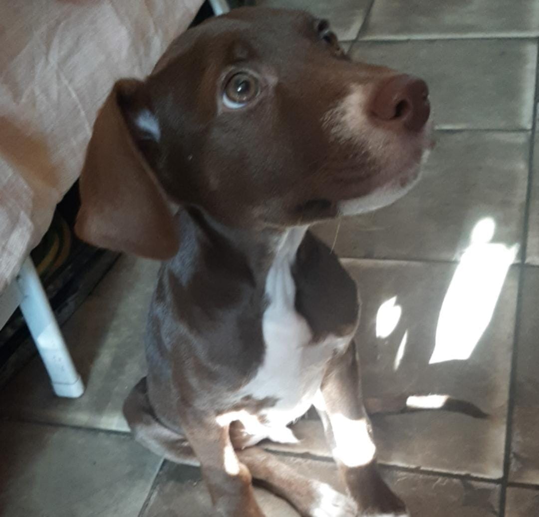 patripeyrou's tweet photo. Urgente
Esta en situación de calle 
La chica que lo encontro vive en una pieza y no la dejan
Es Cachorrito 
+54 9 11 7157-4820 https://t.co/PZwmkT3uOZ