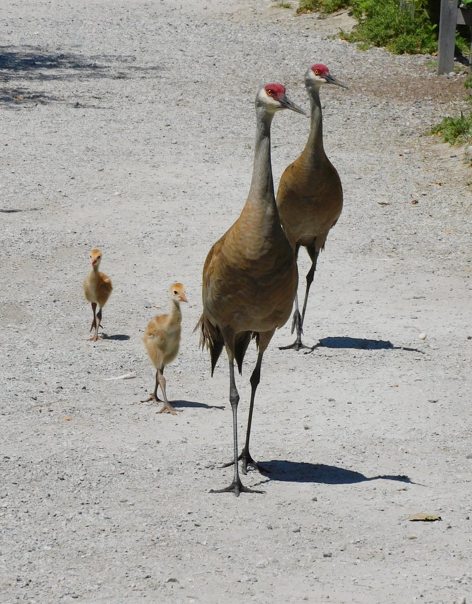 George C. Reifel Migratory Bird Sanctuary tweet media