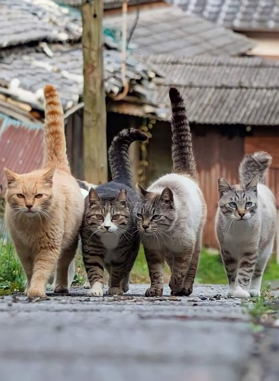 GENTLECAT (@gentleeeeeeecat) on Twitter photo 