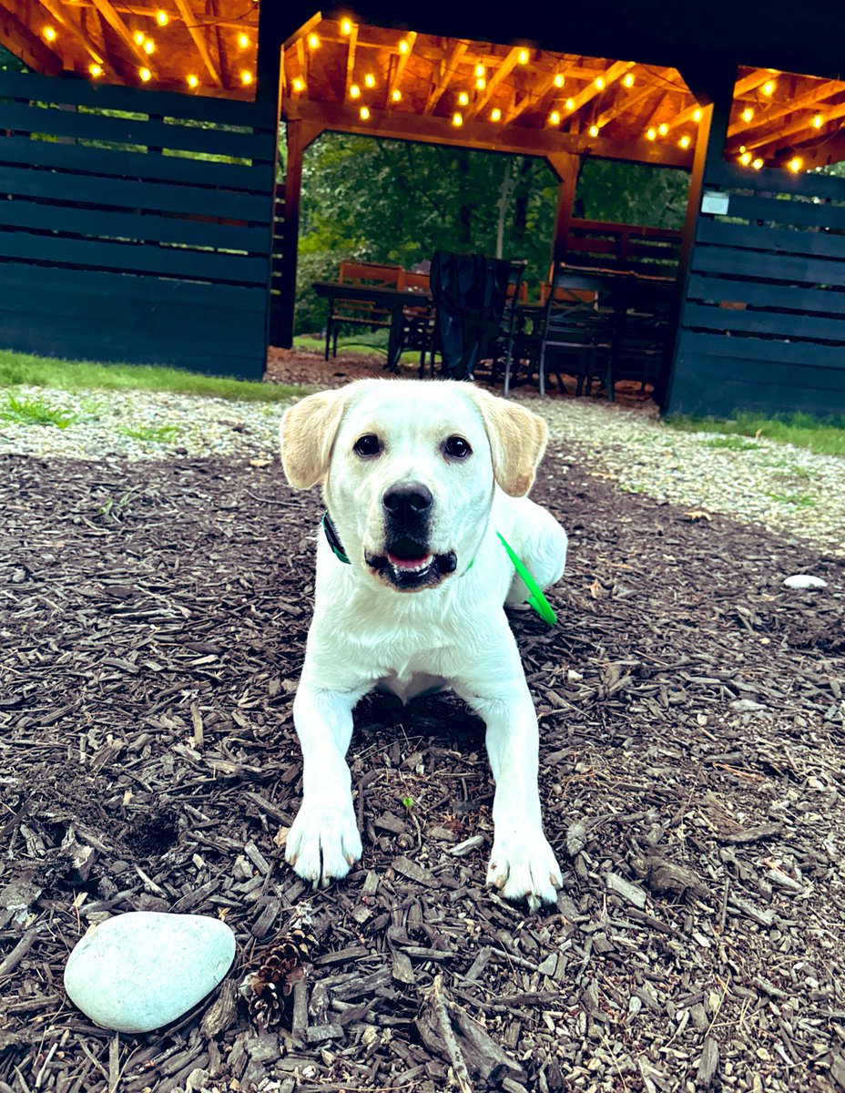 mango_the_lab's tweet photo. ๐
พ๏ธichigan vacation!!!! โค๏ธ๐ค๐ถ๐พ #dogsoftwitter #digsofx https://t.co/LMkObdfv0M