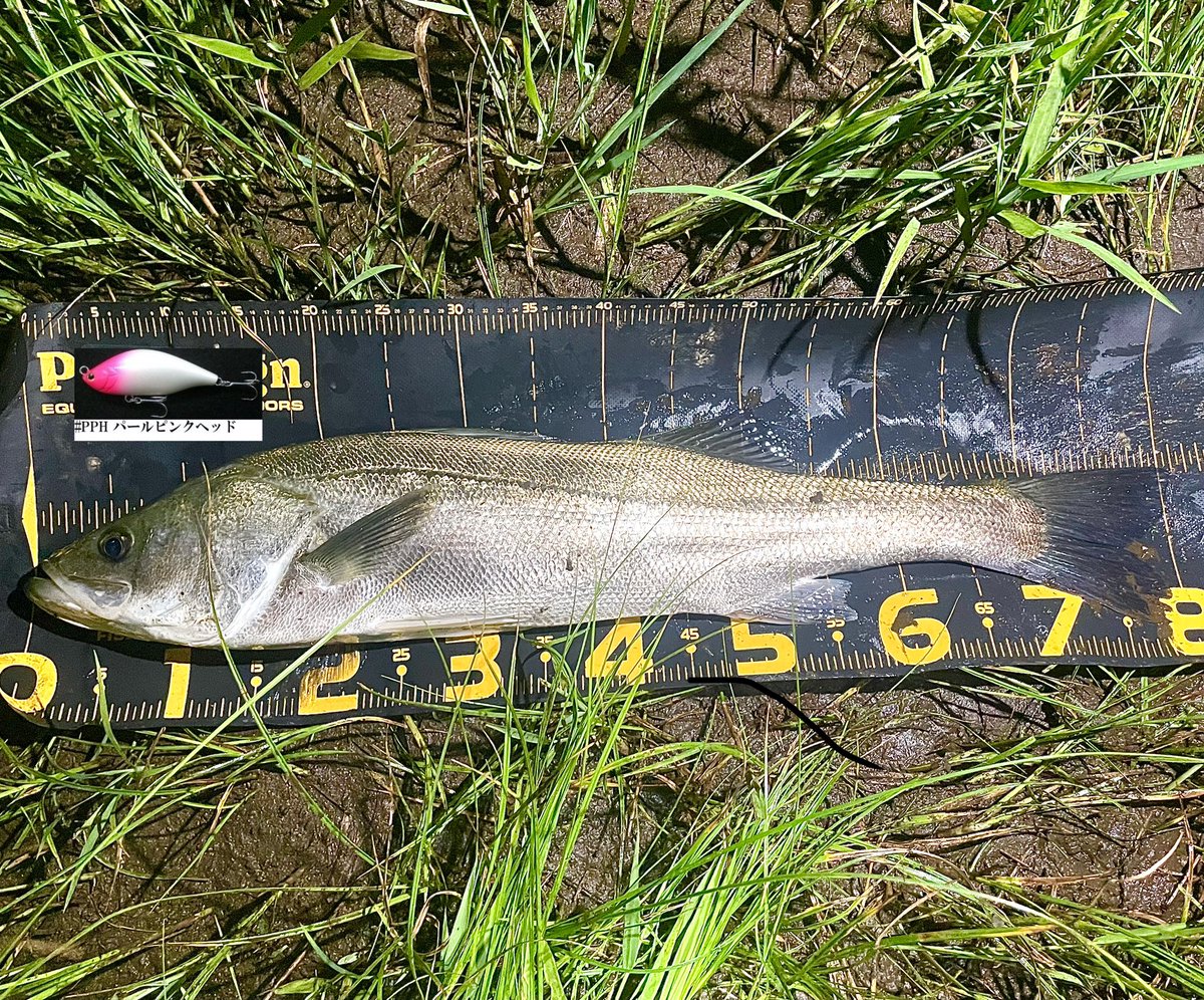 TsuBucky a.k.a 釣らない浪費家 tweet media