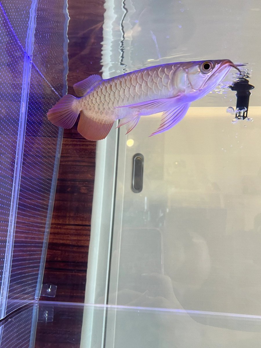 a4kar1111111's tweet photo. 今日魚市場でインドネシアから輸入されたヘモグロビンドラゴンを購入した。

今のレッドドラゴンの年齢はちょっと若くて、色はまだあまり赤くありません
今小さくて本当に可愛い🐟
#熱帯魚 
#アクアリウム
#水槽
#アクアリスト
#観賞魚
#熱帯魚飼育
#淡水魚
#紅龍
#龍魚 https://t.co/f24VSG2iJI