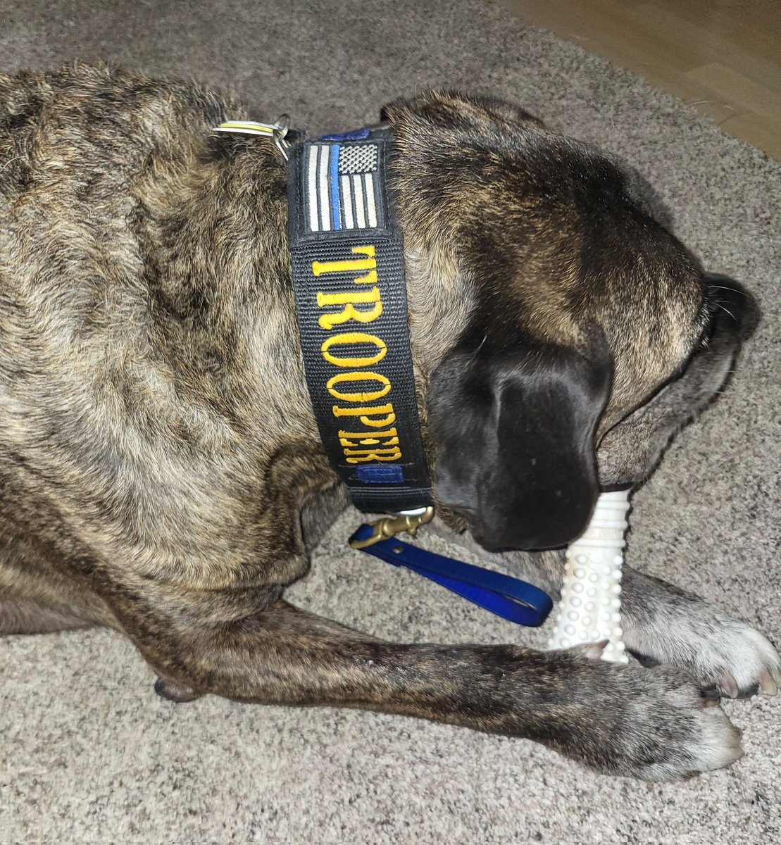 BLOCKYDOGS's tweet photo. Trooper's got his chewy and he's ready for #OPLive! #OPNation #OnPatrolLive #presacanario @OfficialOPLive https://t.co/Znd5Rz55UD