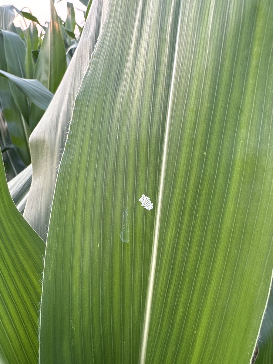 Austin Koch tweet media