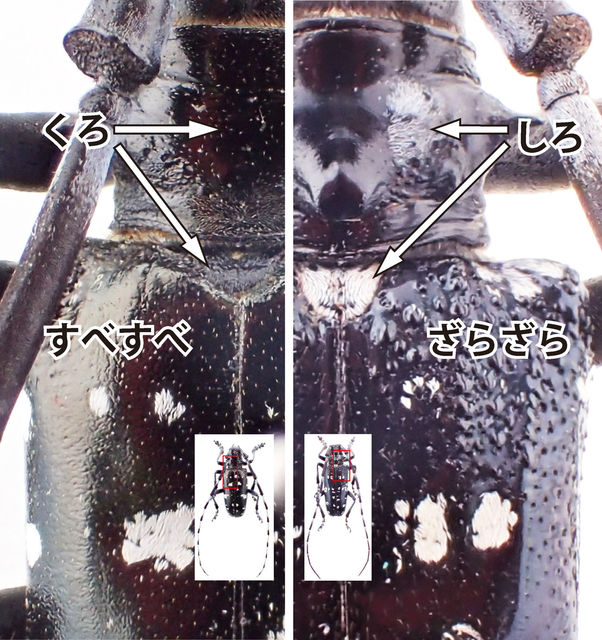 nekonekonuko777's tweet photo. なんか
ゴマダラカミキリとツヤハダゴマダラカミキリを
ごっちゃで
外来種扱いでツイートしてる人割と目にするな
富山市科学博物館さんの写真が分かり易いかな
「ゴマダラカミキリの白い部分は、黒くなることがあります」
と言う事なので
すべすべが外来種
ざらざらが在来種

https://t.co/wygfIq3Oue https://t.co/QnmmkwWwKm