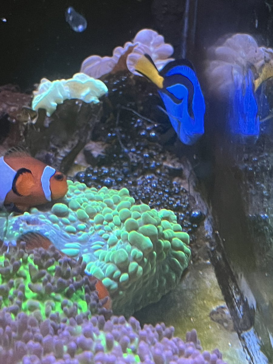 My blue tang (Paracanthurus hepatus)
with clownfishes (Amphiprion ocellaris) with fox coral and mushroom coral