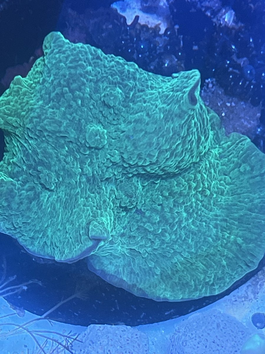 Elephant ear mushroom coral