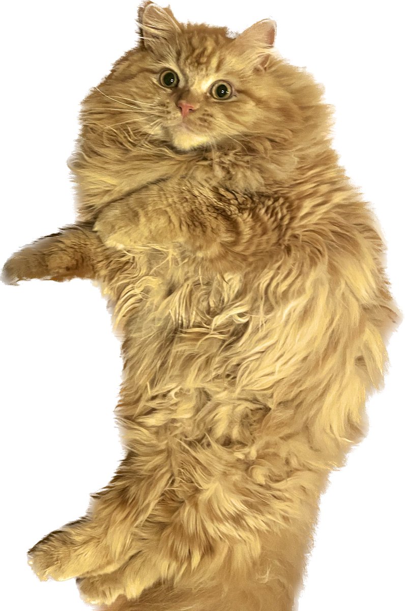 ow_uruca's tweet photo. 走り回ったあとモップみたいになってた猫.PNG https://t.co/MvAsyx1NhU