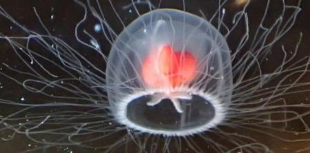 Mi sueño es ser como la medusa Turritopsis dohrnii que nunca #muere y cuando sufre daños vuelve a su etapa de #bebé.

©️Tony Wills/Wikimedia Commons/CC BY SA 4.0