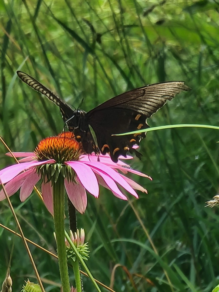 Michael78286031's tweet photo. Beautiful Butterfly.  #Taiwan #american #Korea #nature #photography https://t.co/PrJk9Wcbxm