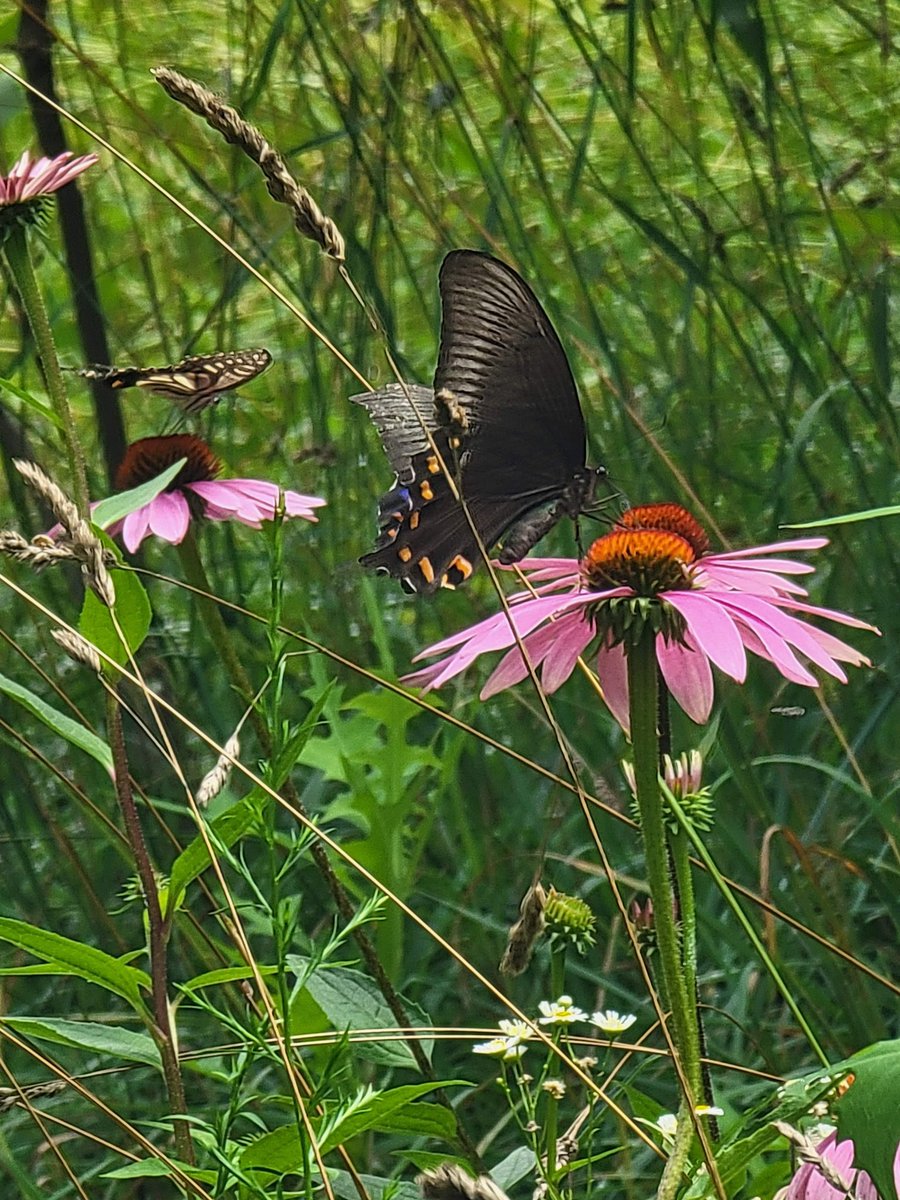 Michael78286031's tweet photo. Beautiful Butterfly.  #Taiwan #american #Korea #nature #photography https://t.co/PrJk9Wcbxm