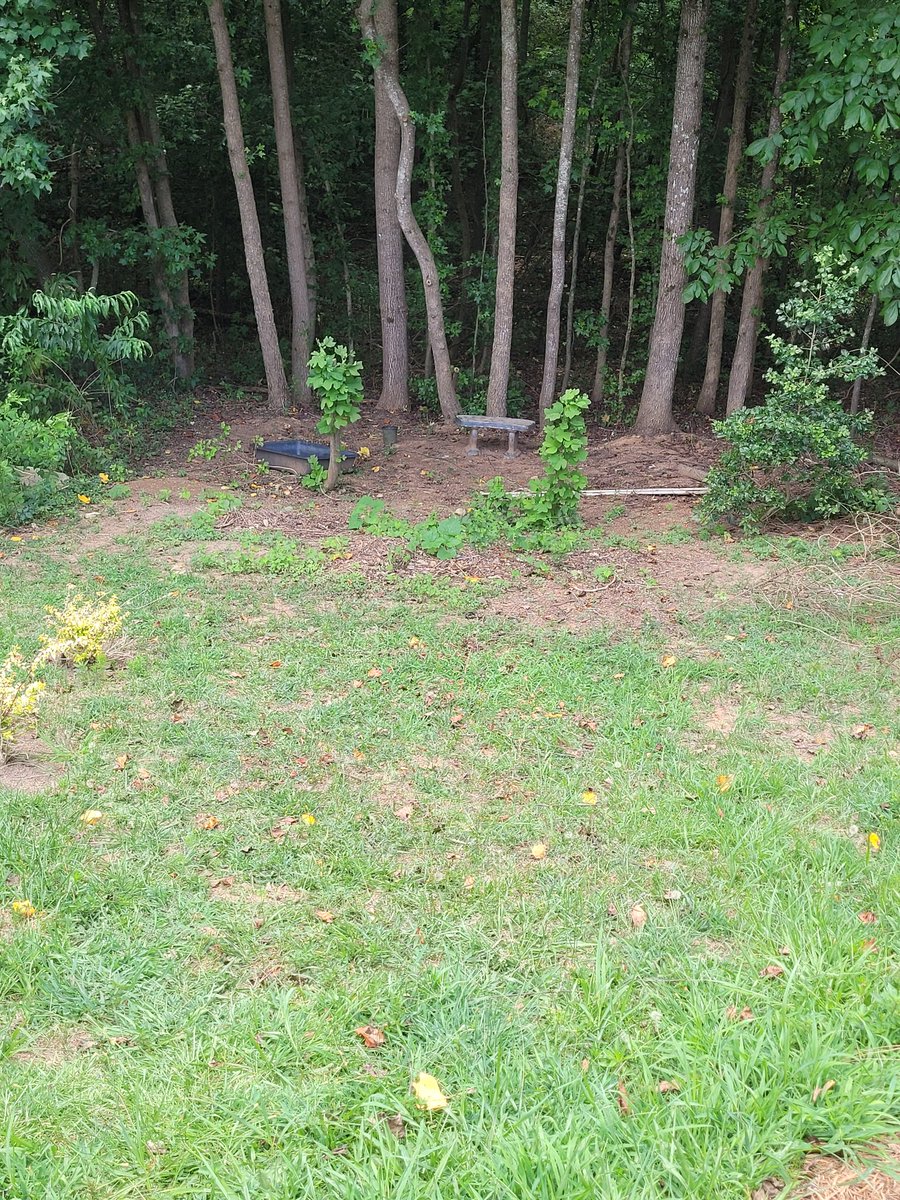 CarolinaChrisD's tweet image. Started cleaning more of the back, picking up the yard debris that had been in this area. Also filled one 30gal trash bag with garbage... there will be lots more. 🫤🙄

#SouthCarolina #UpstateSC #yardwork #cleaning #selfie #LawnCare #myself #PositiveEnergy #Friday #landscaping