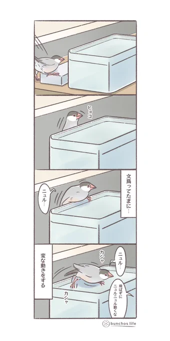可愛くたたずんでいるだけでなく割とアクティブな動きで変な形にもなる
#文鳥 
#4コマ漫画 