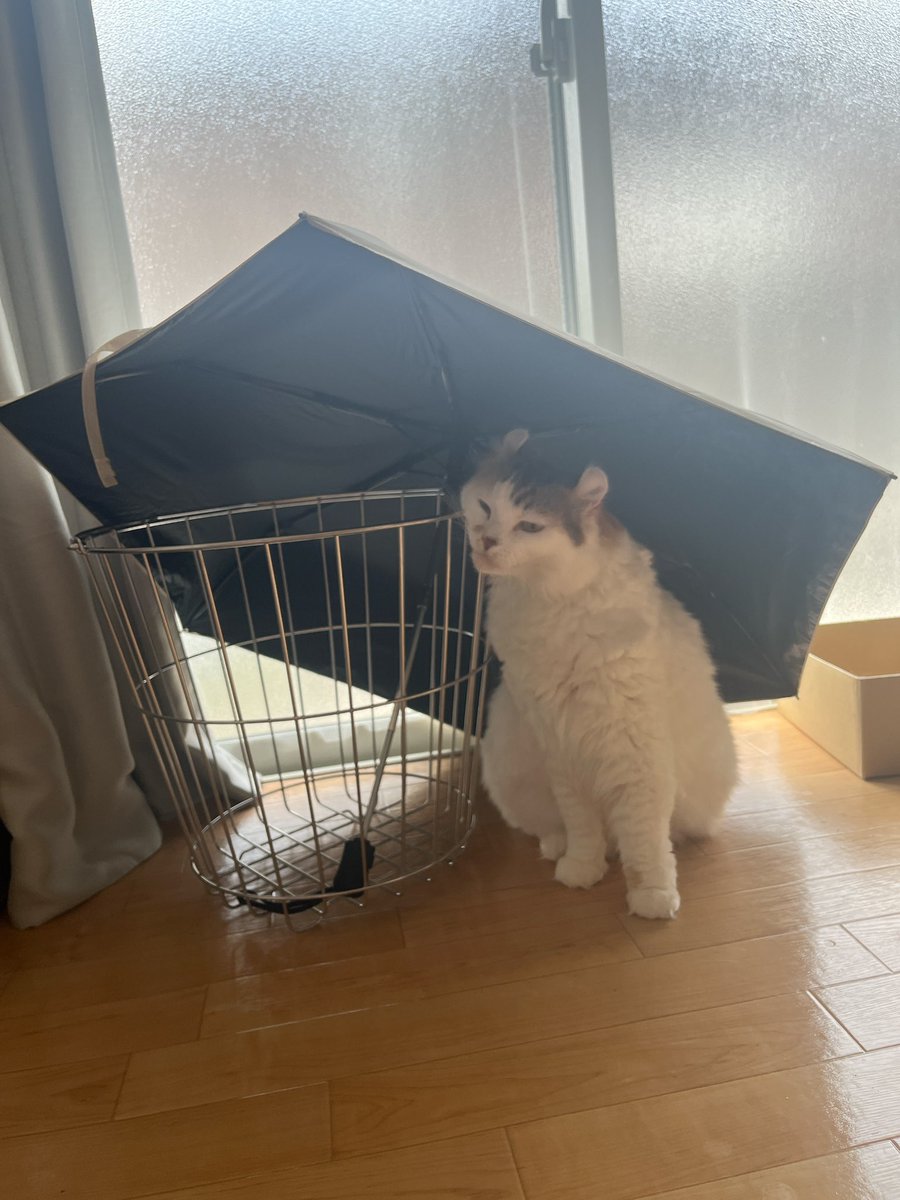mikesukoame's tweet photo. 傘に入りたい猫

 #ねこすたぐらむ  #ねこと暮らす  #ねこのきもち https://t.co/is8vVa5O9x