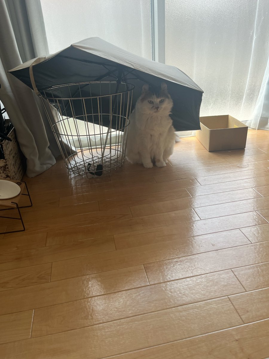 mikesukoame's tweet photo. 傘に入りたい猫

 #ねこすたぐらむ  #ねこと暮らす  #ねこのきもち https://t.co/is8vVa5O9x