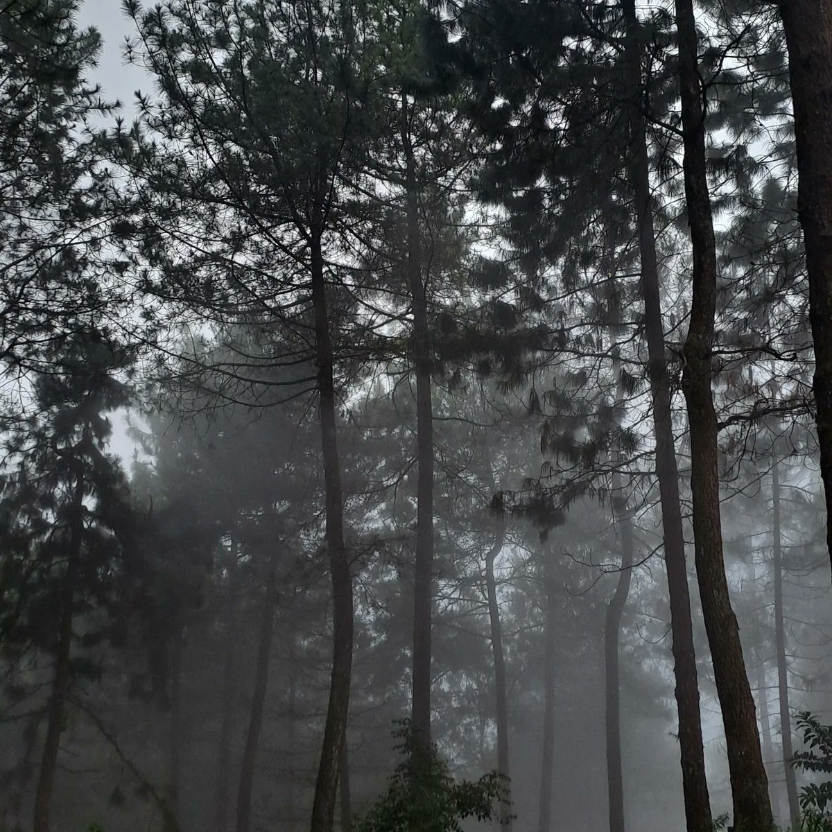 Muhamma84688928's tweet photo. Di balik suasana yang adem dan kabut tebal,tersimpan jiwa yang positif tanpa memikirkan kekerasan realita yang tak kunjung selesai bagi  para pencari jati diri. https://t.co/rWXcmiwVFx