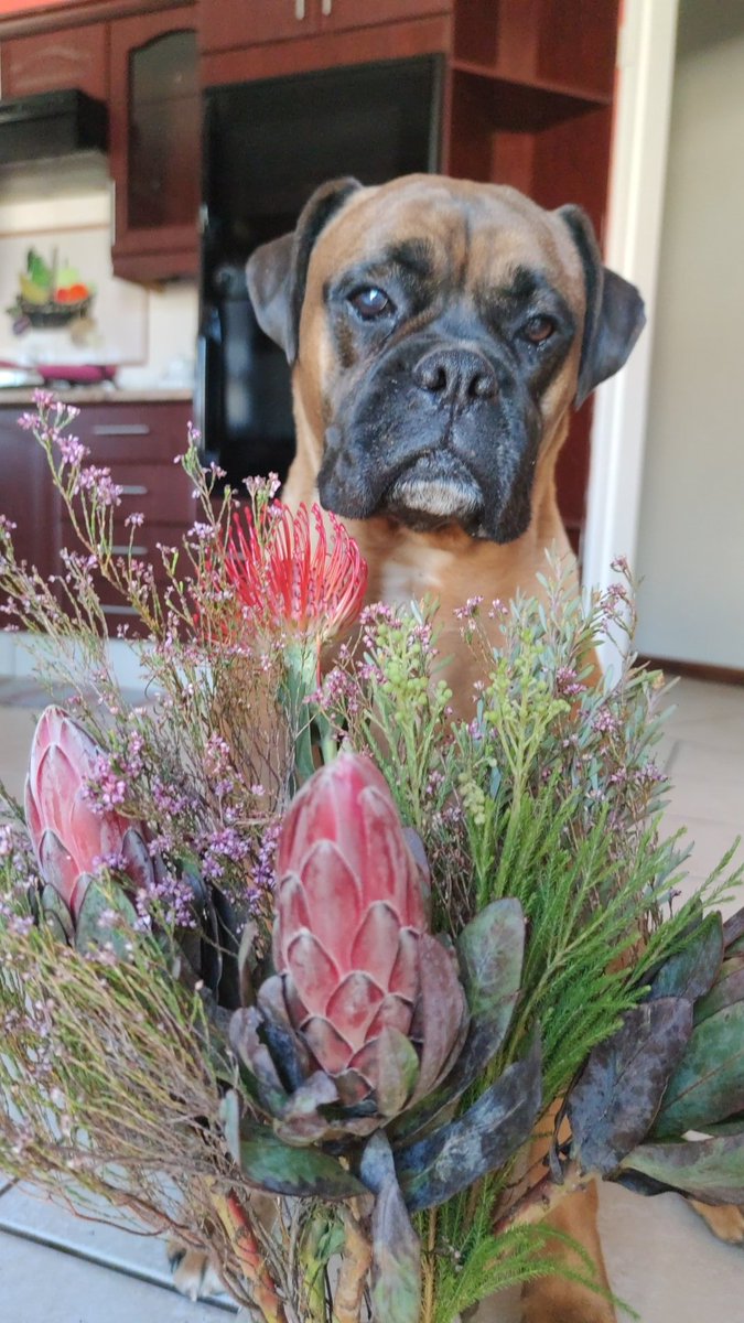 DrNicolene1's tweet photo. @day1meme GM 😘 

MAX is here for everyone 🙏 https://t.co/8gF7hJ6a2C