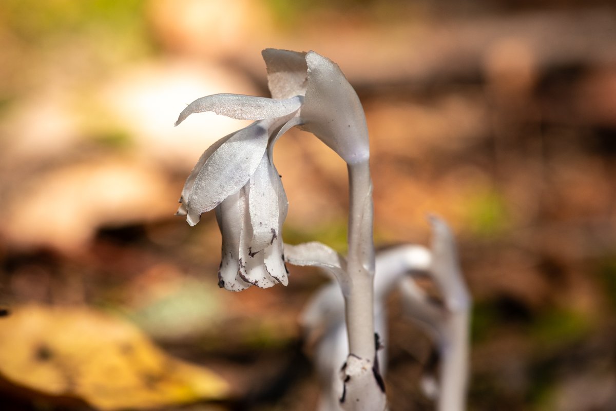 SalishMagazine's tweet photo. Ghost plant (ghost pipe) I saw today in the Grand Forest, Bainbridge Island. I came across a few groups of them in the east part of Grand Forest East. More pix and info: https://t.co/rIBQfjyt6M https://t.co/ouD61padjo