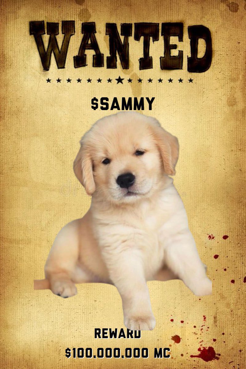 BullishChaddd's tweet image. Gn from $sammy 

@sammyctoo