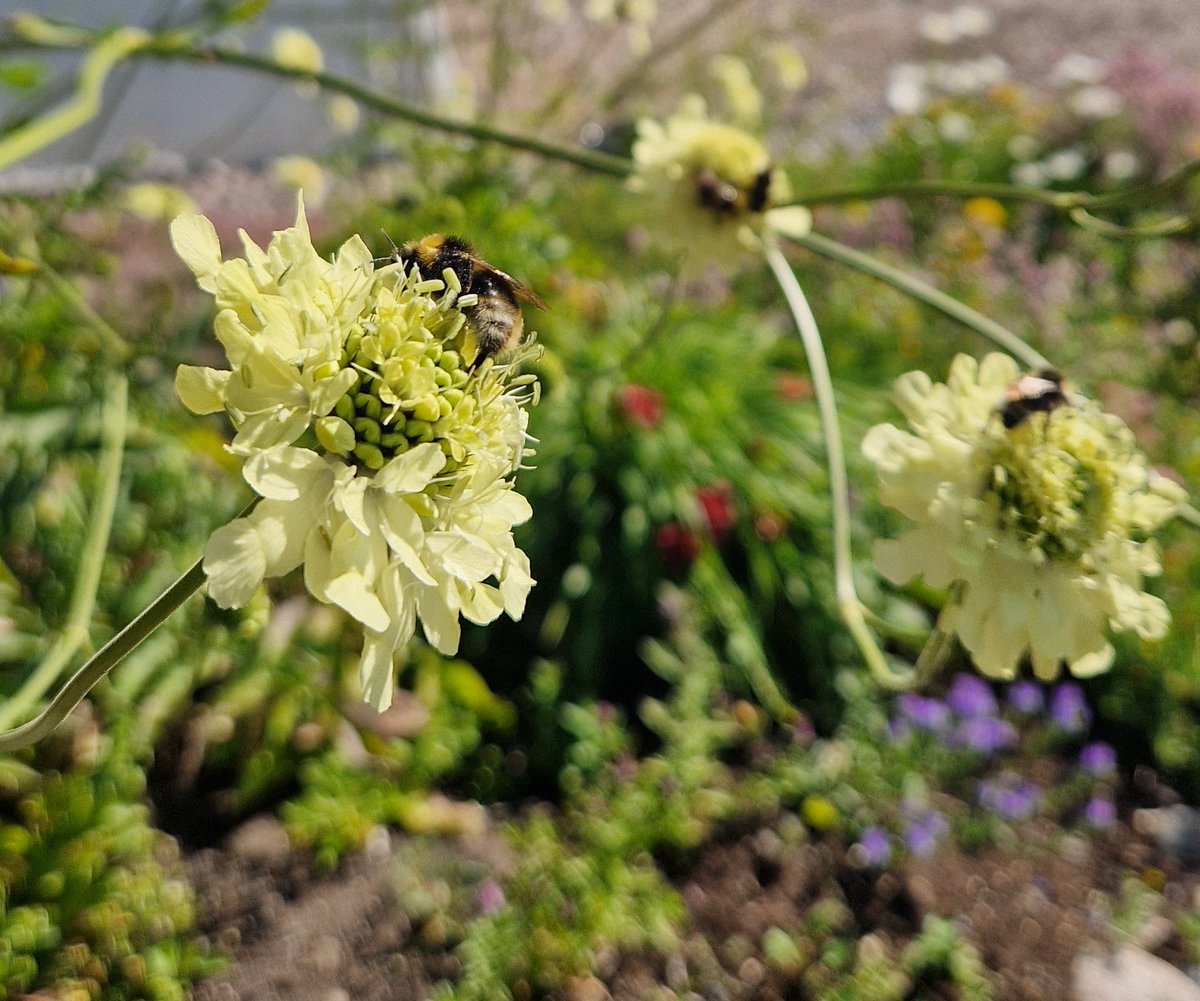 JohannaHellste2's tweet image. Huomenta! Nää kimalaiset muuten nukkuukin tän kirahvikukan kukissa. #kesä #pölyttäjät