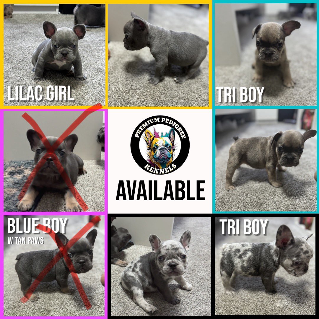 lilronzell's tweet photo. @SRealprinces Due to #HurricaneBeryl I’ve decided to be more compassionate im selling frenchies at a discounted rate. If you know anyone or you're interested or have any questions, feel free to reach out! https://t.co/SfYvmVNO83