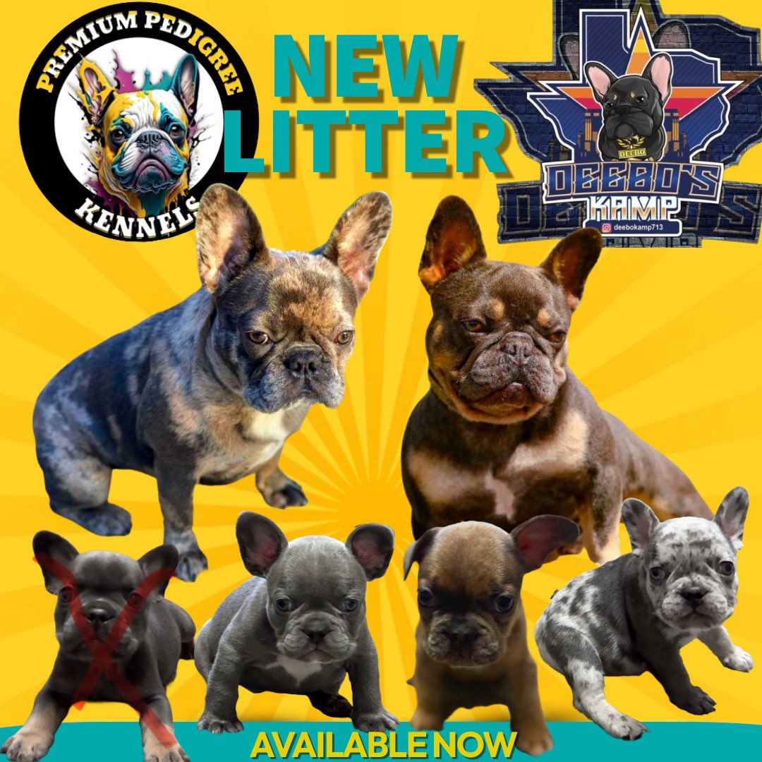 lilronzell's tweet photo. @SRealprinces Due to #HurricaneBeryl I’ve decided to be more compassionate im selling frenchies at a discounted rate. If you know anyone or you're interested or have any questions, feel free to reach out! https://t.co/SfYvmVNO83