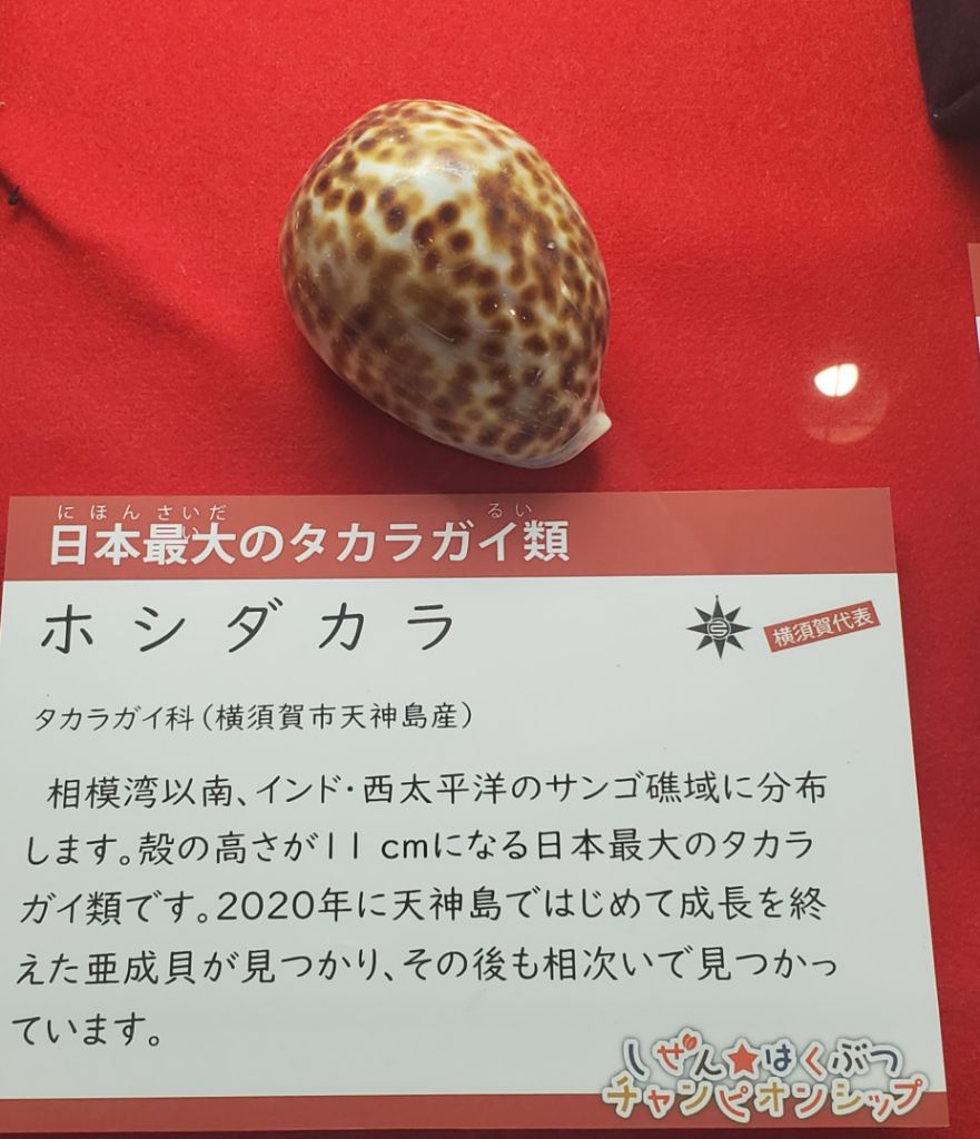 来館者のイチ推し（アンケートより）】 日本最大のタカラガイ類