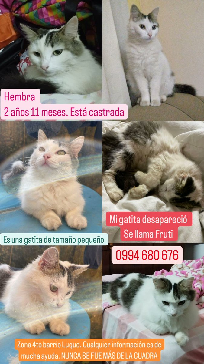 PazBrun's tweet photo. Por favor me pueden ayudar a compartir. Es mi gatita 😪

Nunca se va más de la cuadra si alguien le llevo POR FAVOR DEVUELVANME A MI GATA

Hace frío, no está en su casa. Ella no sabe lo que es pasar frío, calor, hambre o sed NADA tiene todo en casa 💔 https://t.co/0aoDmMrub3