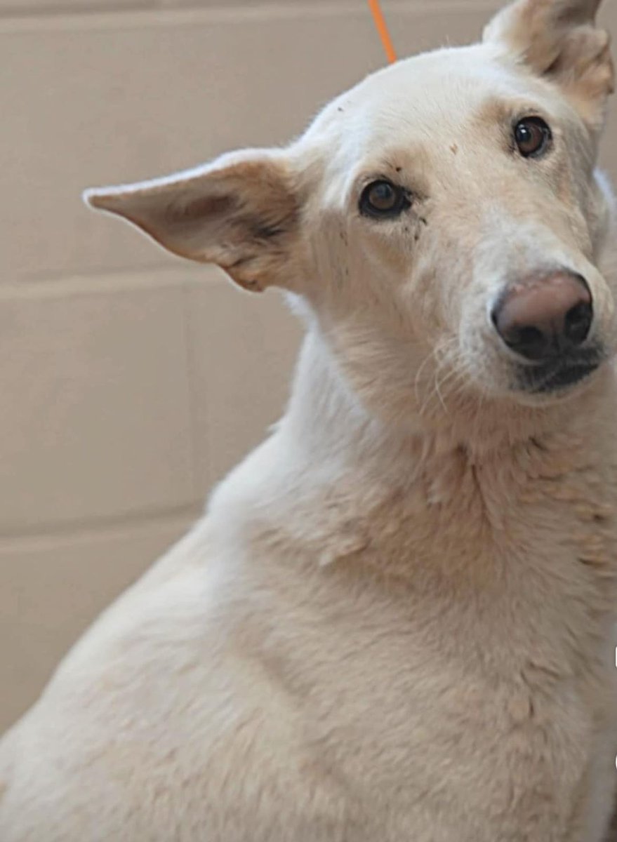 TomJumboGrumbo's tweet photo. With his pleading eyes, handsome Blanco #242870 knows he's not in a place of safety, in fact tragically he is safer as a stray on the streets. Now "pending euthanasia", he waits to take his final walk down the hall in Apple Valley CA. He arrived with a microchip and is neutered, so he must've had a family once. Two years old and he's in need of a chance. Please repost/share and pledge where you're able, let's do all we can to save his life. Email keitholbermanndogs@gmail.com if you can help him. Thank you.
https://t.co/gLSysbsxRh