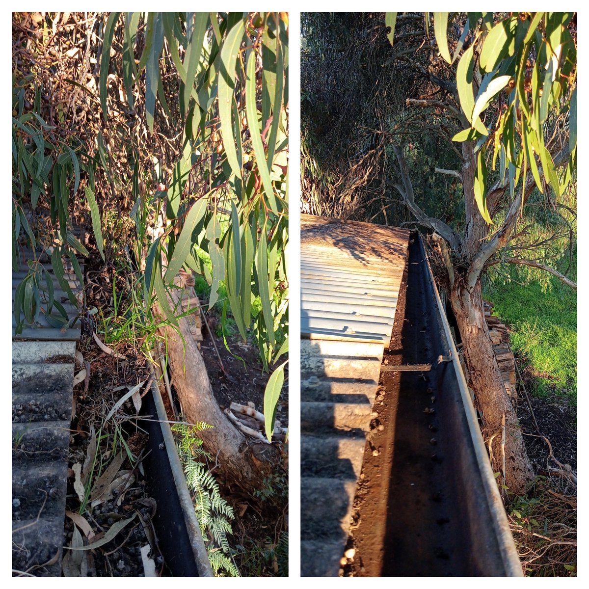 GutterSa's tweet image. gutterguysadelaide.blogspot.com/p/why-pruning-…