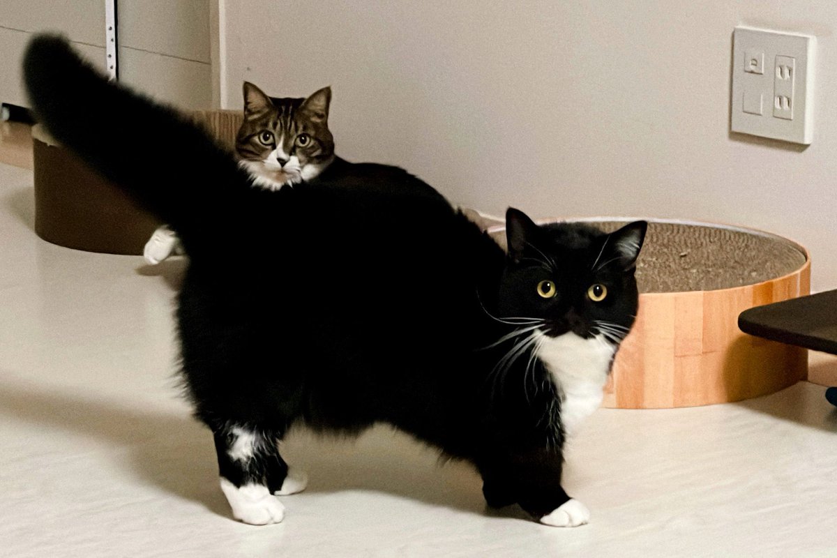 威嚇してても可愛いだけ

Uni is cute even when he's intimidating!