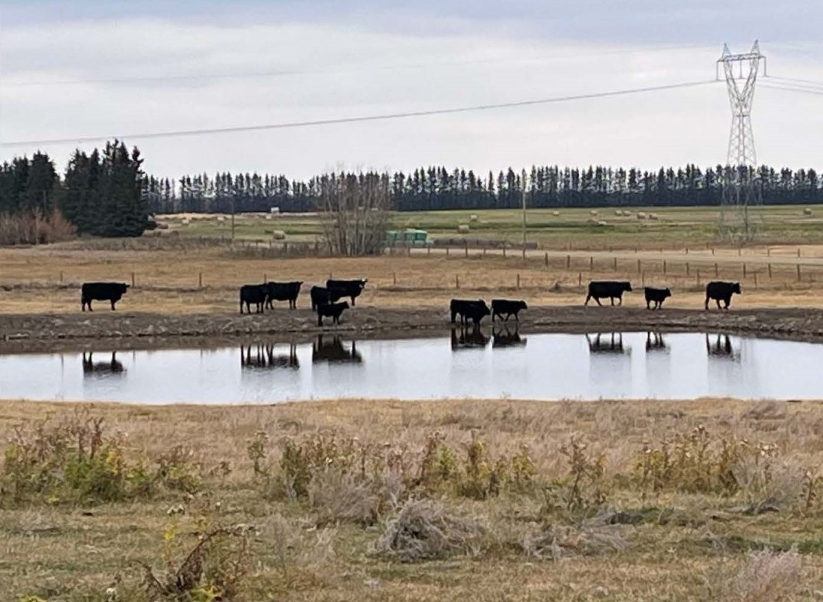July 12 9:30 PM: Scollard Agriculture Tankloader is back up and running this evening.  The switch, when flicked, gives you 5 minutes of water.
BIG THANK YOU to Van Electric for working late into Friday night to ensure our Ag families have access to water over this warm weekend.