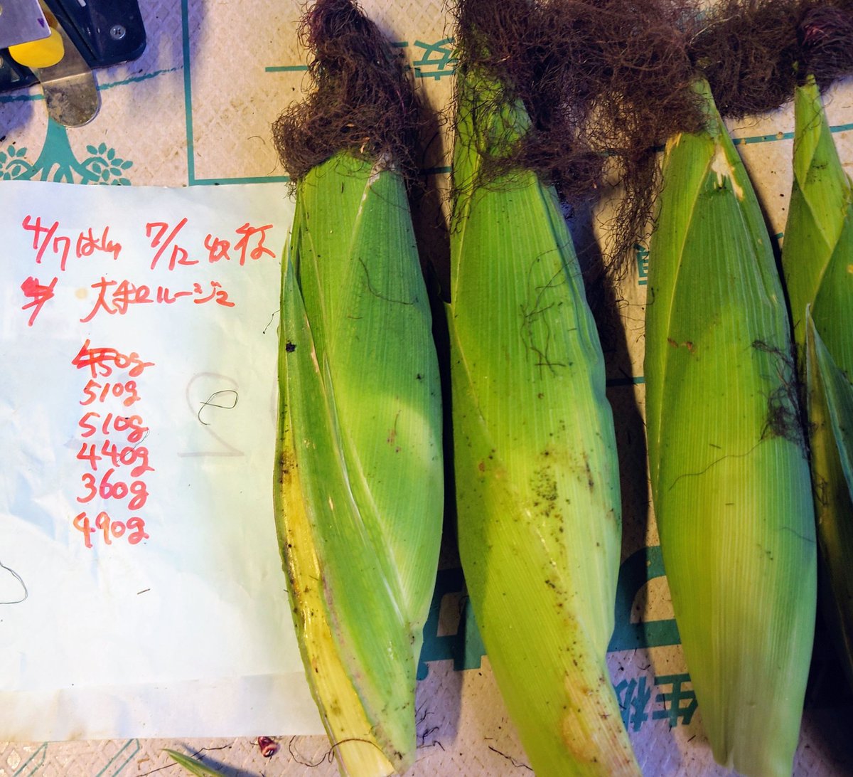 chinocchi79's tweet image. 大和ルージュ栽培記録

播種から収穫まで97日
施肥オール30
株間15条間165
除房なし
房重400超えた

#大和ルージュ
#redcorn