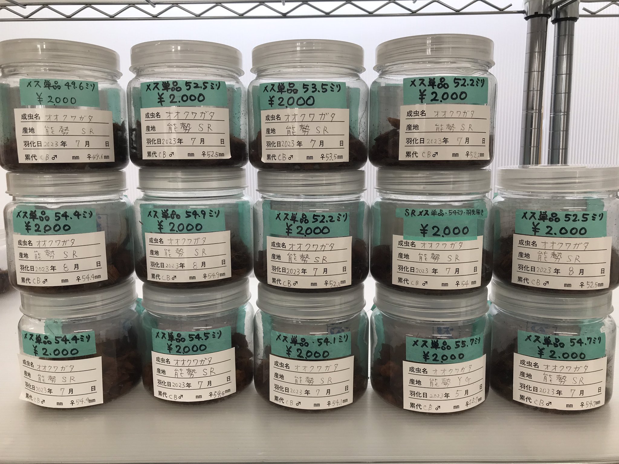 最終値下げキクオオカワ 新成虫 オオクワガタ【能勢SR】♂78.8mmと♀51.2mmのペア