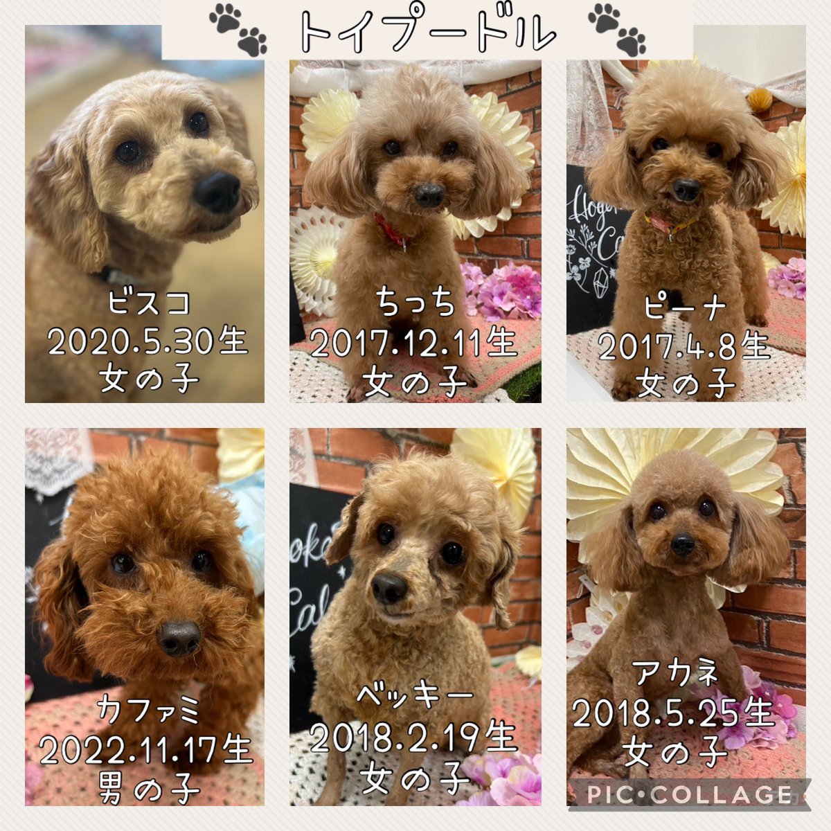 HOGOKEN_INZAI's tweet photo. ・
🌼 拡散希望 🌼①

現在、保護犬カフェ印西店にて
里親募集をしているわんちゃんたちです🐶♡
・
———————————

※面会や里親希望者様は、事前にお電話にてお問い合わせください。

※すでに新しい家族が決まっていたり、病院に出掛けていて不在のことや、店舗移動している場合があります。 https://t.co/sNadD1qkjw