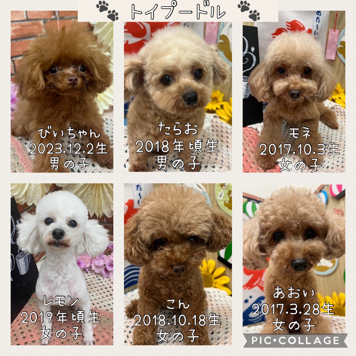 HOGOKEN_INZAI's tweet photo. ・
🌼 拡散希望 🌼①

現在、保護犬カフェ印西店にて
里親募集をしているわんちゃんたちです🐶♡
・
———————————

※面会や里親希望者様は、事前にお電話にてお問い合わせください。

※すでに新しい家族が決まっていたり、病院に出掛けていて不在のことや、店舗移動している場合があります。 https://t.co/sNadD1qkjw
