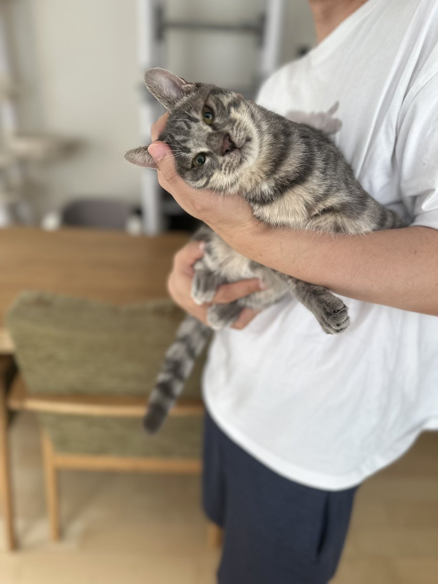 RIKORINfamily's tweet photo. クラウドファンディング開始2時間で凄い支援🥲保護猫ハウスの夢が叶いそうです😭
皆んなありがとうなぁ🥺❤️
 【夢への挑戦】力を貸してください。
https://t.co/dWxtcrR11l https://t.co/hKI1PGR5Do