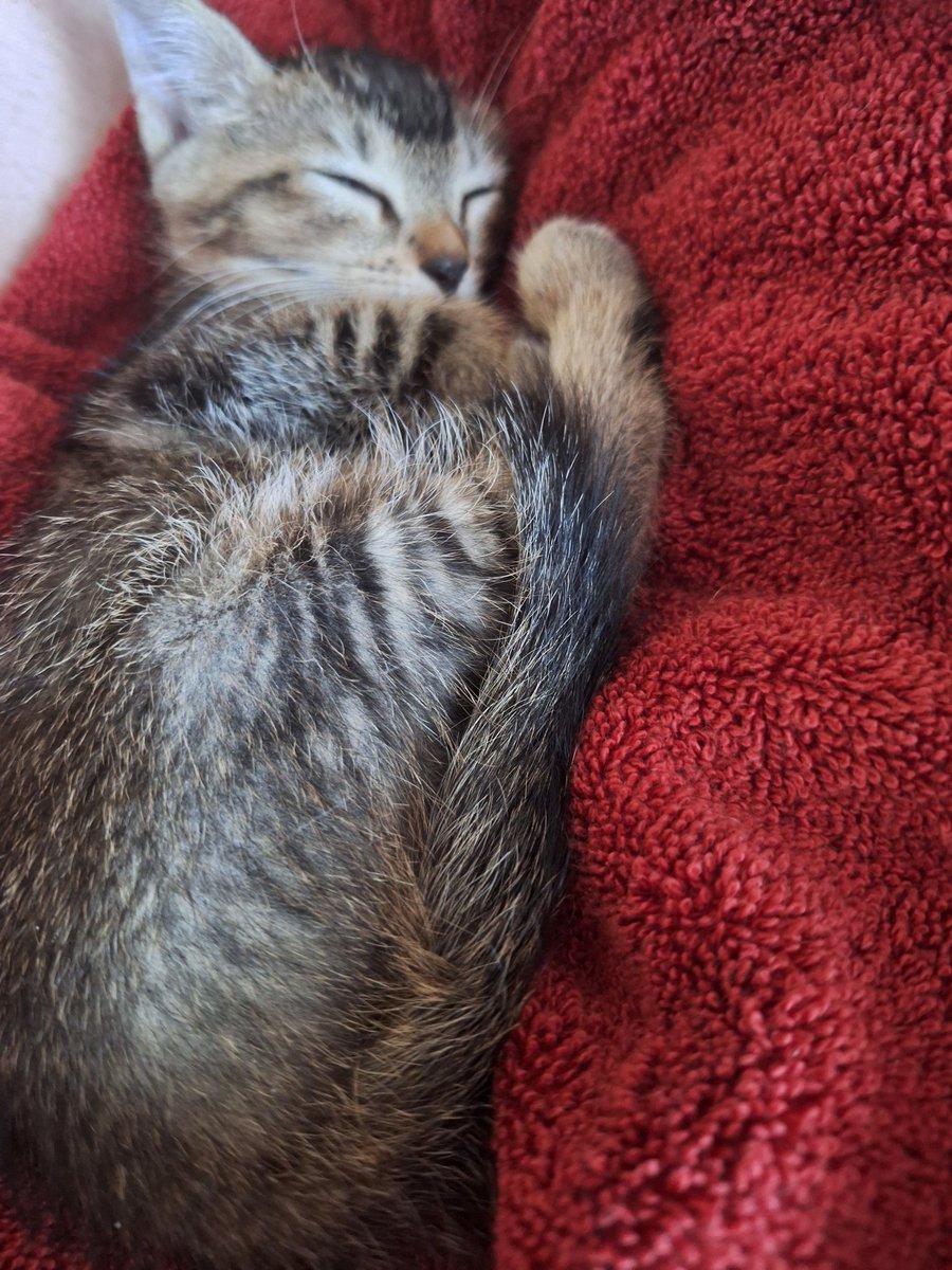 weirdandpunky's tweet photo. When life gives you a kitten, lean back and relax. https://t.co/iLBlw1qZ8V