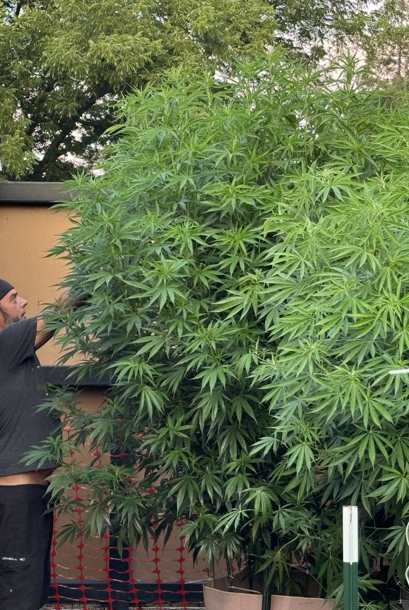 MamaGrass420's tweet photo. I’m 5’10 for reference. These babies aren’t even done with the big stretch yet. They range from 10-12ft. The 12 footer has been tied down 2x, so it is likely 2feet taller. 100 gal @smartpots, @GenHydro, and @FoxFarmSoil #FemaleFarmers #WomenThatGrow #SheGrows #Mmemberville https://t.co/JuYTjqdKLx