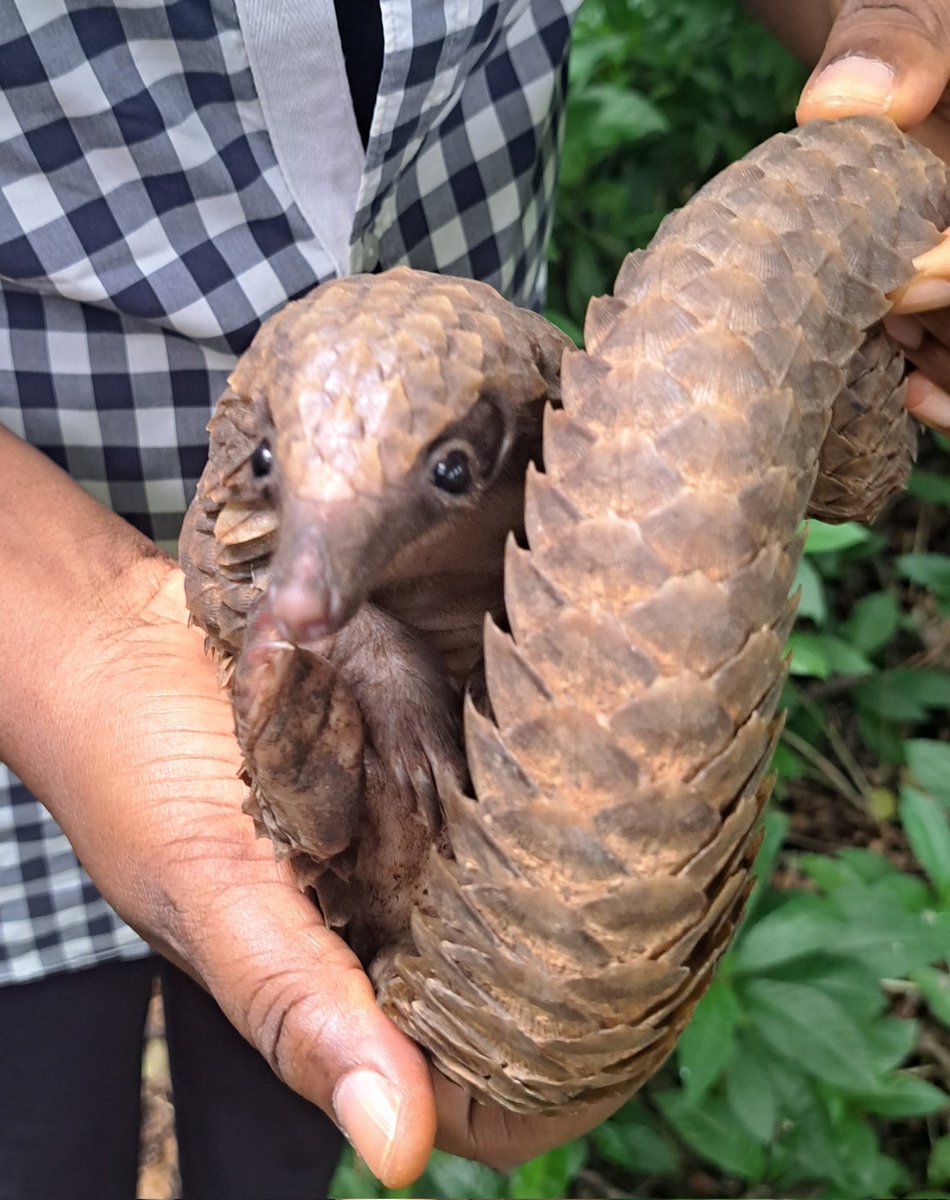 Pangolin Conservation Guild Nigeria / PCWGN (@pangolin_group) on Twitter photo Pangolins are endangered!
All 8 species of pangolins are threatened by poaching and habitat loss. They are the most trafficked mammals in the world, primarily for their scales and meat, leading to drastic population declines. <a href="/FMEnvng/">Environment Ministry</a> <a href="/SavePangolins/">Save Pangolins</a>! <a href="/USinNigeria/">U.S. Mission Nigeria</a> <a href="/UNODC_Nigeria/">UNODC Nigeria</a> Pangolins are endangered!
All 8 species of pangolins are threatened by poaching and habitat loss. They are the most trafficked mammals in the world, primarily for their scales and meat, leading to drastic population declines. <a href="/FMEnvng/">Environment Ministry</a> <a href="/SavePangolins/">Save Pangolins</a>! <a href="/USinNigeria/">U.S. Mission Nigeria</a> <a href="/UNODC_Nigeria/">UNODC Nigeria</a>