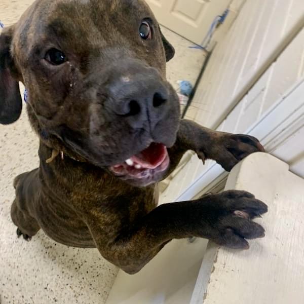 Tina was not adopted today. She is in a full kill shelter. She needs your help. She is beautiful girl but without pledges we can’t find a rescue to help her.  She needs you now!!  Pledges and retweets please. Or you can adopt or foster to get her out alive!! Please be Tina’s hero