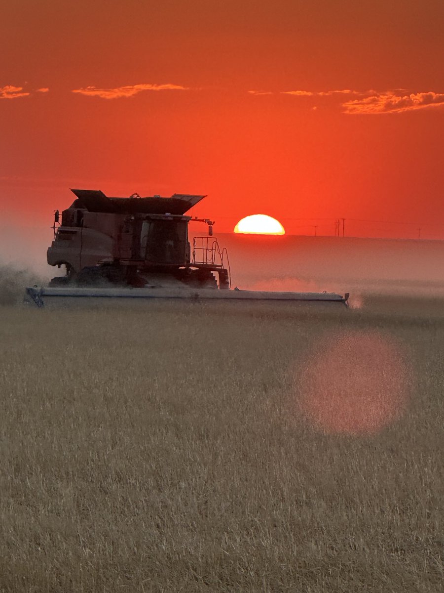 #wheatharvest24 roles on.