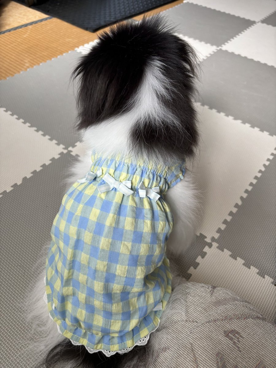 oden1739's tweet photo. おでんの服を新調🐶　　　　　似合わないと言われた💦 https://t.co/QvF30tvfVR