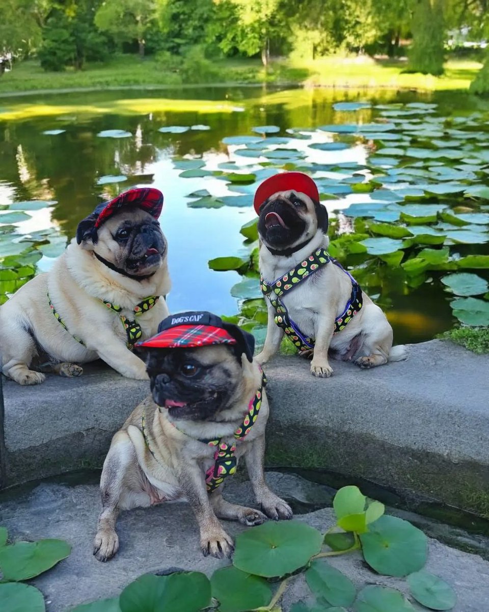 pugclub1's tweet image. .❤️💦🌞💚 #pug #mops #pugmania #puglife #pugworld #frends #pugworld #pugpolish