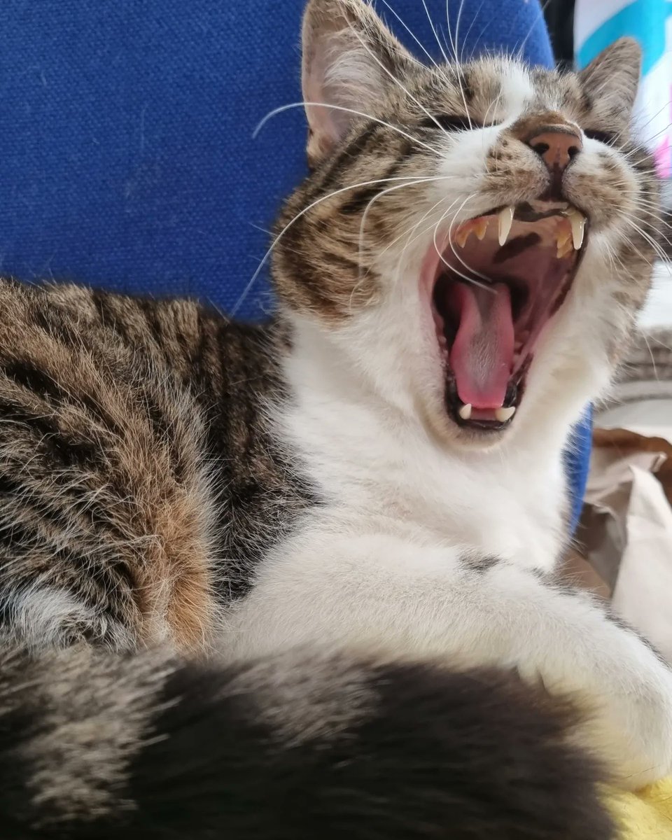 Charlene tweet media