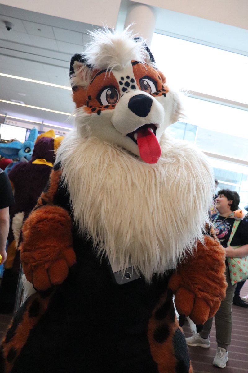 cheesebeagle's tweet photo. Posted over 400 photos and counting from #anthrocon2024 #anthrocon #ac2024 - Tag them if you know them! https://t.co/corLP2q9TX https://t.co/BKjGTGFP9z