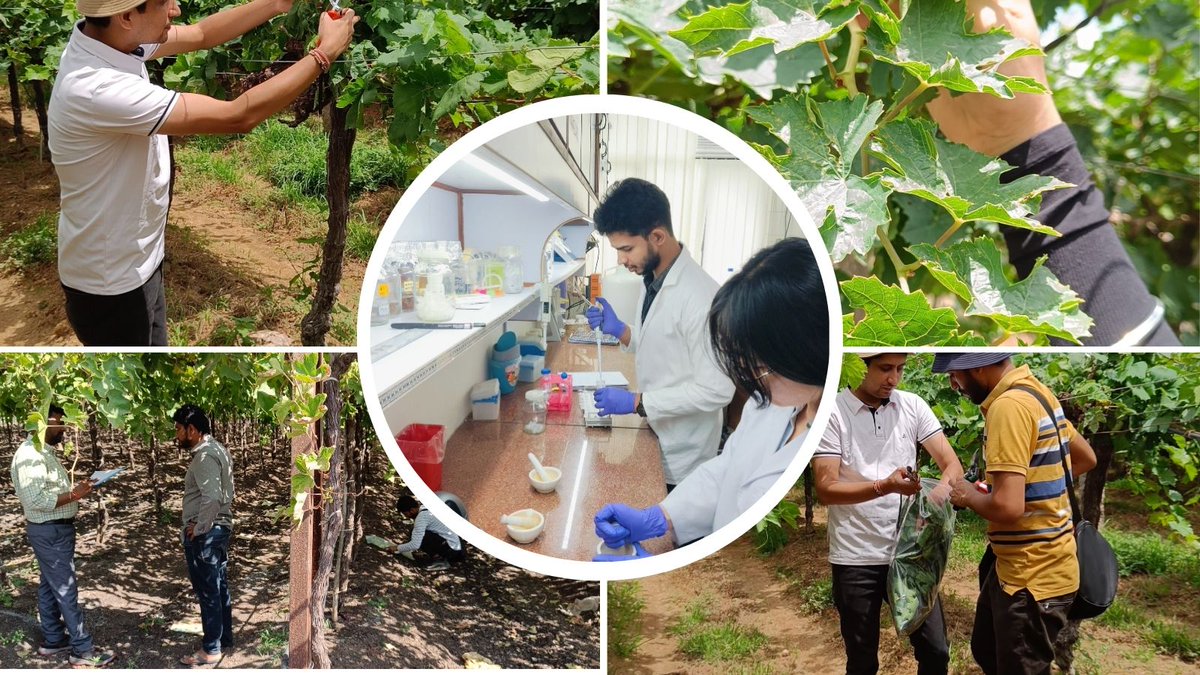 Horti_GoI's tweet image. #GrapeResearch
#IndianFarming
#NHB
#ICAR
#ADB
#IARI
#ICARNRCforGrapes
#VirusDetection
#Virology
#Advancedcentreofvirology