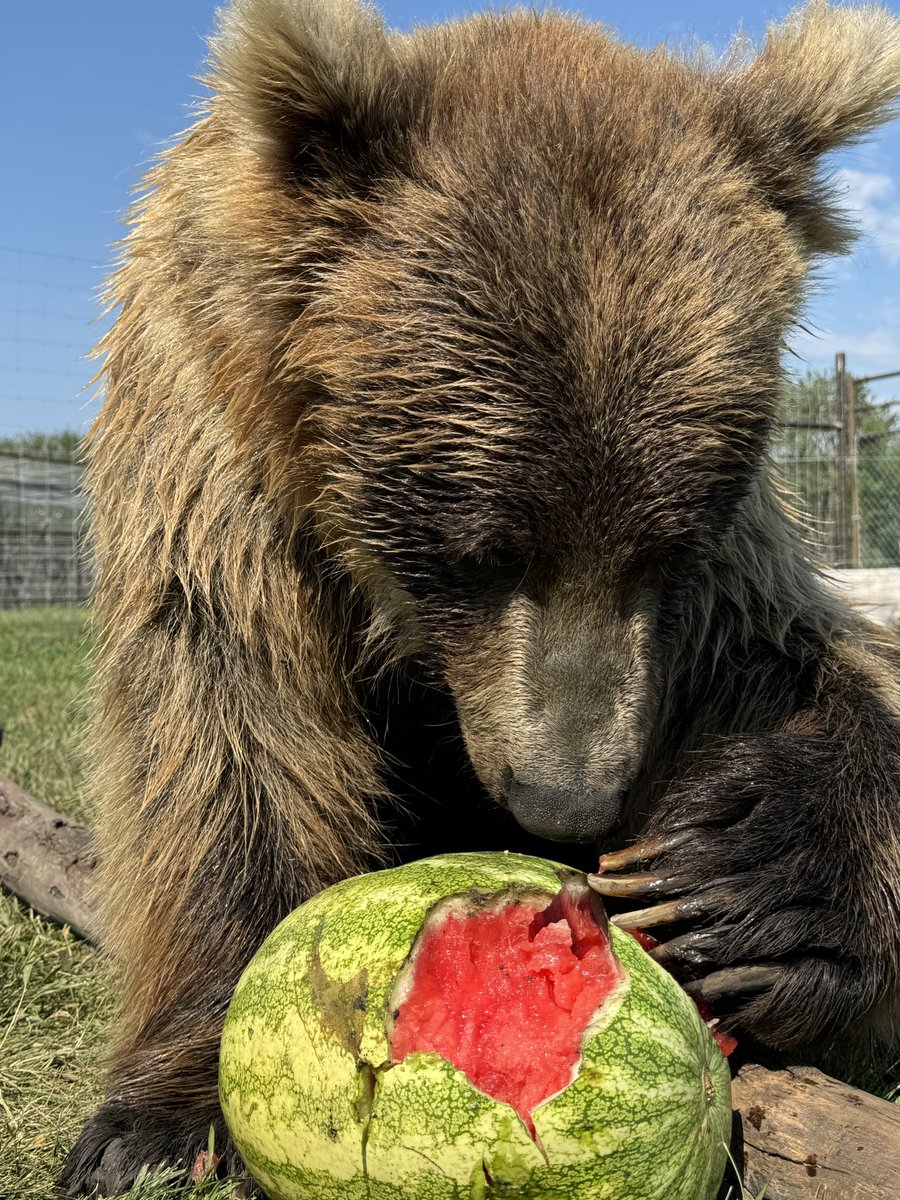 Discovery Wildlife tweet media