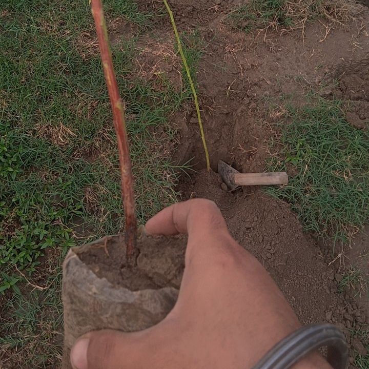 Nirmaan_2024's tweet photo. - Every tree we plant is a step towards a healthier planet.
- Did you know one tree can absorb up to 48 pounds of CO2 per year? Help us make a difference by planting trees! 
#NirmaanFoundation
#PlantTrees #ClimateAction #GreenPlanet #treeplantation #NGO #socialwelfare https://t.co/xnyIXj9zYZ