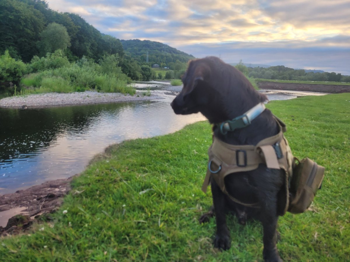 just_staceyPics's tweet image. Doggos and hiking make my Neuro spicy brain happy. If I see a dog, it just brightens my day!! 
Here&apos;s some pics of master Baggins in beautiful locations for anyone who may b having a bad day. 
@SamaritansCymru can be reached on 116 123 #MentalWellness #BeWell #LookOutForEachother